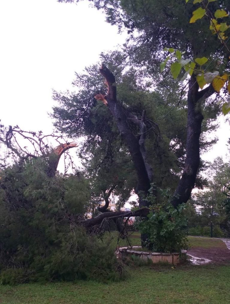 Δήμος Πύργου: Άμεσες ενέργειες για την αντιμετώπιση του φαινομένου πτώσης δέντρων στο Επαρχείο