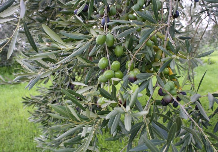 Δήμαρχος Πύργου: «Εξελίξεις στις αποζημιώσεις των ελαιοπαραγωγών -  Συνομιλία Αντωνακόπουλου / Υπουργείου Αγροτικής Ανάπτυξης»